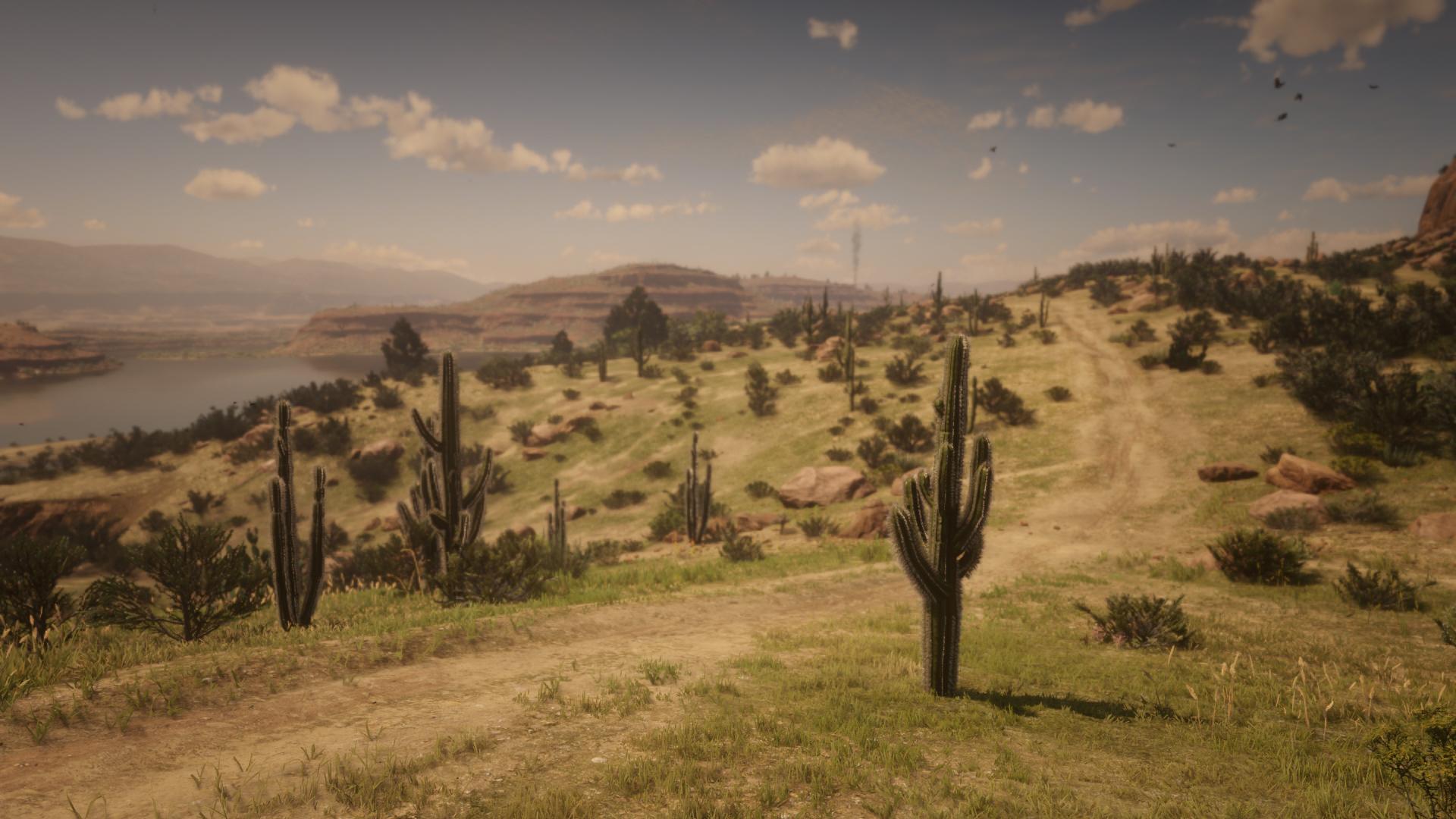 Cactus al tramonto nel deserto del Texas